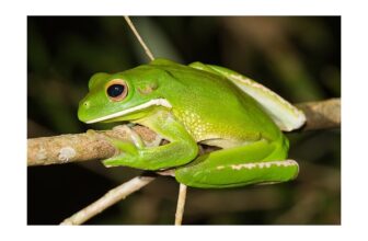 Litoria infrafrenata Australian Giant Treefrog