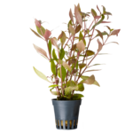 Planta acvariu Alternanthera reineckii (Cardinalis) Stoffels