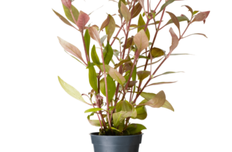 Planta acvariu Alternanthera reineckii (Cardinalis) Stoffels